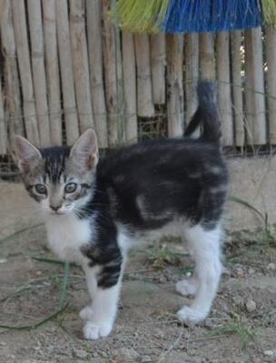 Perla (geb. März 2026) - EKH-Katze, EKH - Katze