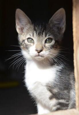 Perla (geb. März 2026) - EKH-Katze, EKH - Katze