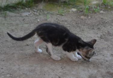 Perla (geb. März 2026) - EKH-Katze, EKH - Katze