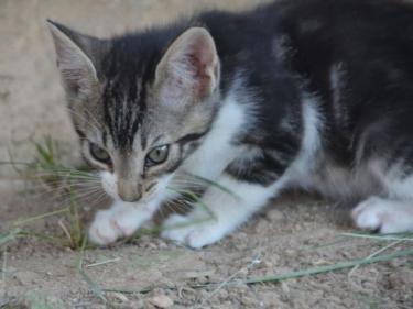 Perla (geb. März 2026) - EKH-Katze, EKH - Katze