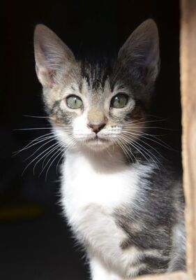 Perla geb. März 2026, EKH - Katze