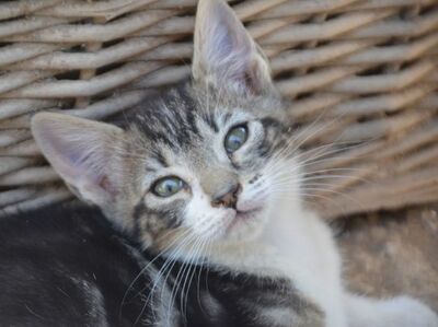 Perla geb. März 2026, EKH - Katze