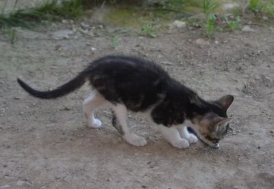 Perla geb. März 2026, EKH - Katze