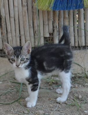 Perla geb. März 2026, EKH - Katze