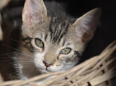 Perla geb. März 2026, Europäisch Kurzhaar - Katze