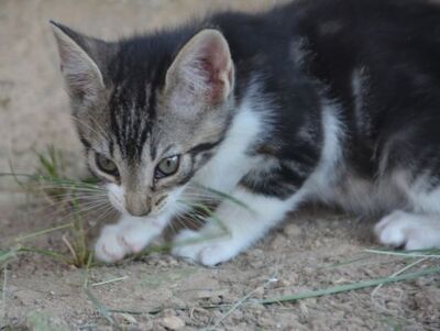 Perla geb. März 2026, Europäisch Kurzhaar - Katze