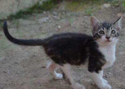 Perla geb. März 2026, Europäisch Kurzhaar - Katze