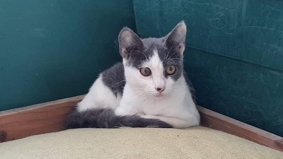 Persephone - Aktive Katzendame, ca. 4 Monate, Mischling Jungtier - Katze