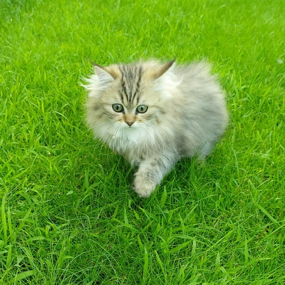 Perser Jungtier - Katze