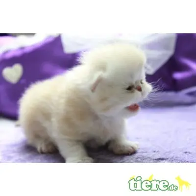 Perser - Katze