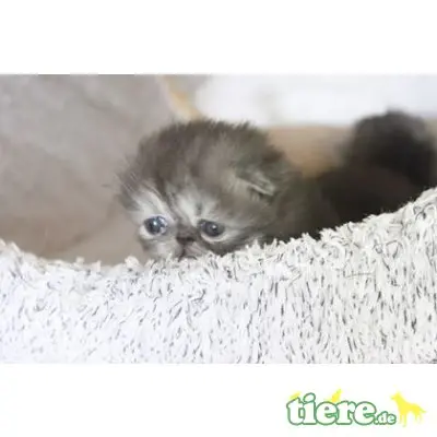 Perser - Katze