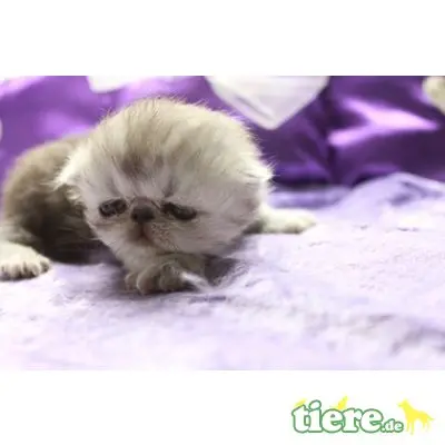 Perser - Katze