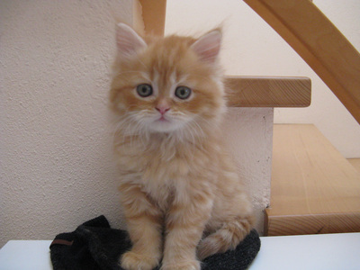 Perser mit Nase Jungtier - Kater