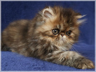 Perserkätzchen FLOWER BELLE, Perser Jungtier - Katze