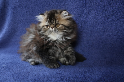 Perserkätzchen, Perser Jungtier - Kater