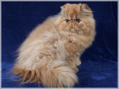 Perserkätzchen QUENDOLINA, Perser Jungtier - Katze