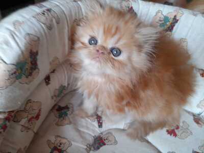 Perserkätzchen mit Stammbaum und Impfung abzugeben, Perser Jungtier - Katze