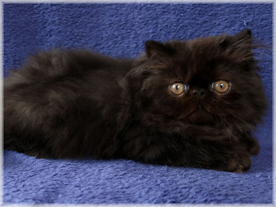 Perserkaterchen HIPPY SHAKE,, Perser Jungtier - Kater