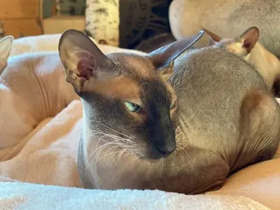Peterbald - Kater