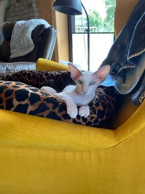 Peterbald - Kater