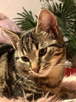 Pflegestelle für Katzenbabys bzw Kitten 1