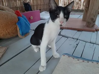 Phil - Verwuschelter Jungkater, ca. 2 Jahre *Handicap*, Mischling - Kater