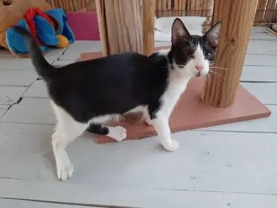 Phil - Verwuschelter Jungkater, ca. 2 Jahre *Handicap*, Mischling - Kater