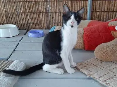 Phil - Verwuschelter Jungkater, ca. 2 Jahre *Handicap*, Mischling - Kater