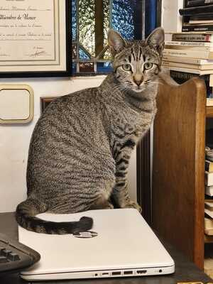 Philipp und Dominik suchen gemeinsam ein neues Zuhause (als Wohnungskatzen), Hauskatze Jungtier - Kater