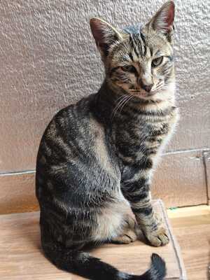 Philipp und Dominik suchen gemeinsam ein neues Zuhause (als Wohnungskatzen), Hauskatze Jungtier - Kater