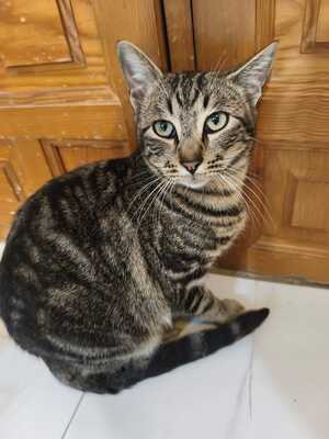 Philipp und Dominik suchen gemeinsam ein neues Zuhause (als Wohnungskatzen), Hauskatze Jungtier - Kater