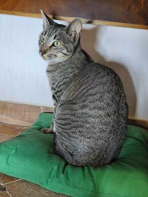 Philipp und Dominik suchen gemeinsam ein neues Zuhause (als Wohnungskatzen), Hauskatze Jungtier - Kater