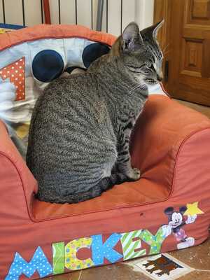 Philipp und Dominik suchen gemeinsam ein neues Zuhause (als Wohnungskatzen), Hauskatze Jungtier - Kater