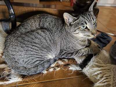 Philipp und Dominik suchen gemeinsam ein neues Zuhause (als Wohnungskatzen), Hauskatze Jungtier - Kater