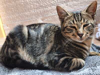 Philipp und Dominik suchen gemeinsam ein neues Zuhause (als Wohnungskatzen), Hauskatze Jungtier - Kater