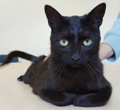 Piña - lustiges und neugieriges Katzenmädel sucht IHRE Menschen, EKH Jungtier - Katze