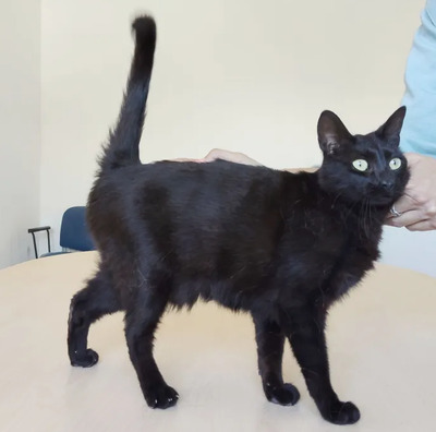 Piña - lustiges und neugieriges Katzenmädel sucht IHRE Menschen, EKH Jungtier - Katze