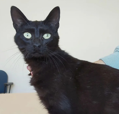 Piña - lustiges und neugieriges Katzenmädel sucht IHRE Menschen, EKH Jungtier - Katze