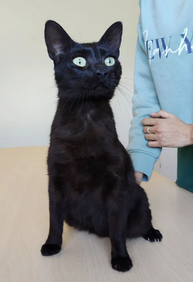 Piña - lustiges und neugieriges Katzenmädel sucht IHRE Menschen, EKH Jungtier - Katze