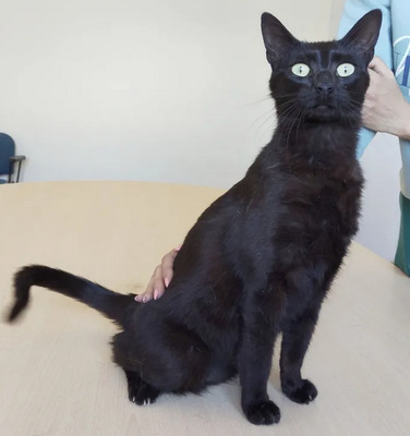 Piña - lustiges und neugieriges Katzenmädel sucht IHRE Menschen, EKH Jungtier - Katze