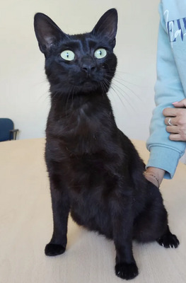 Piña - lustiges und neugieriges Katzenmädel sucht IHRE Menschen, EKH Jungtier - Katze