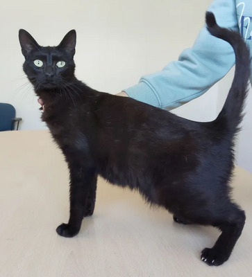 Piña - lustiges und neugieriges Katzenmädel sucht IHRE Menschen, EKH Jungtier - Katze