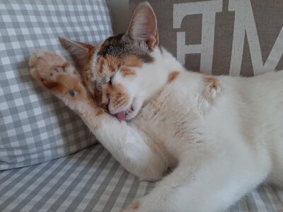 Pia - Verschmauste Katzendame, Felv+, ca. 4 Jahre, Mischling - Katze