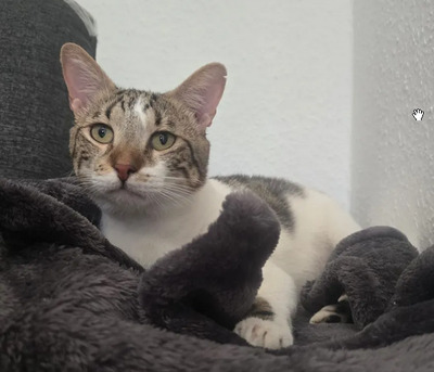 Piaget und Lilú menschenbezogenes Dreamteam