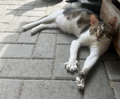 Piaget und Lilú menschenbezogenes Dreamteam, EKH - Kater