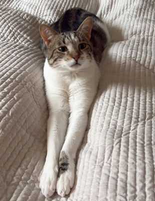 Piaget und Lilú menschenbezogenes Dreamteam, EKH - Kater