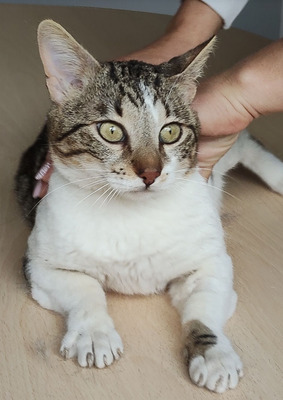 Piaget und Lilú menschenbezogenes Dreamteam, EKH - Kater