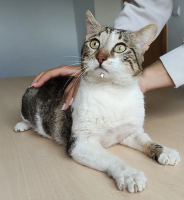 Piaget und Lilú menschenbezogenes Dreamteam, EKH - Kater