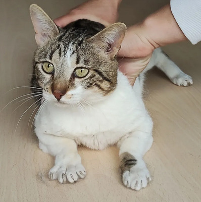 Piaget und Lilú menschenbezogenes Dreamteam, EKH - Kater