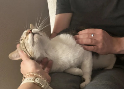 Piaget und Lilú menschenbezogenes Dreamteam, EKH - Kater